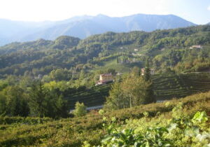 Prosecco Wine Region Harvest Time
